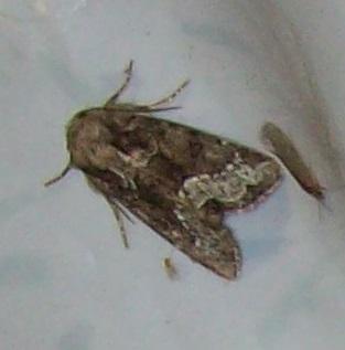 Oligia sp.