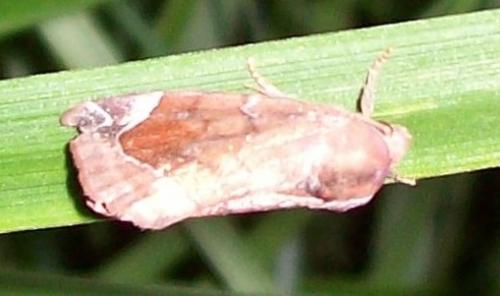 Cosmia sp.
