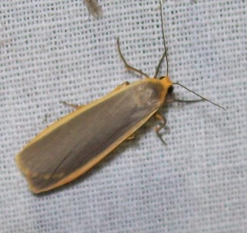 Eilema lurideola