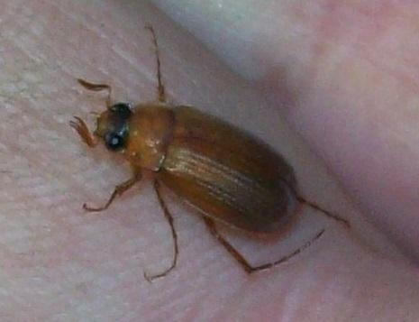 Serica brunnea