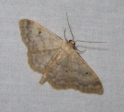 Réf. 137 169 : Idaea biselata