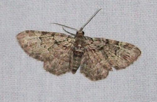 Réf. 137 171 : Pasiphila rectangulata