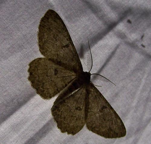 Hypomecis punctinalis