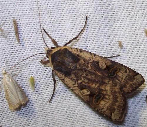 Noctua pronuba