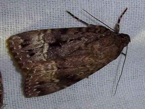 Amphipyra pyramidea