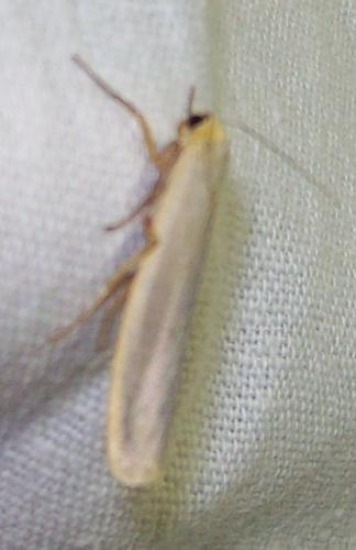 Eilema caniola