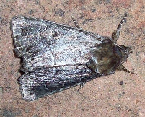 Réf. 137 523 : Thalpophila matura