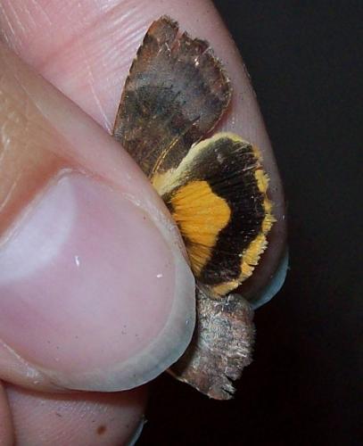 Noctua sp.