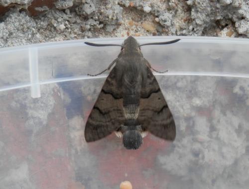Macroglossum stellatarum