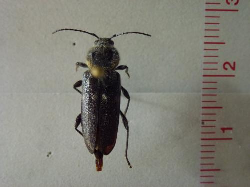 Hylotrupes bajulus