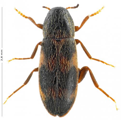 Abdera biflexuosa