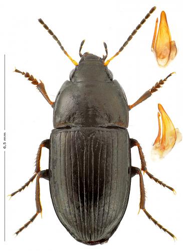 Amara communis