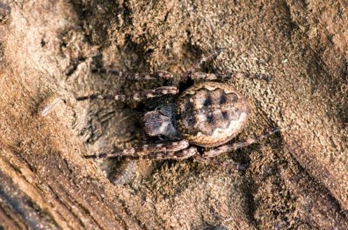 Réf. 137 067 : Nuctenea umbratica