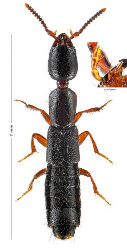 Xantholinus linearis