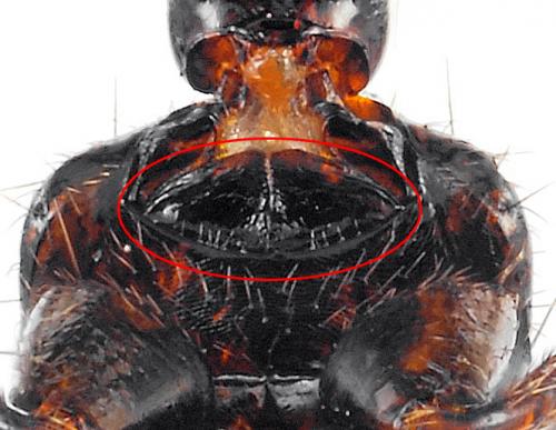 Xantholinus linearis