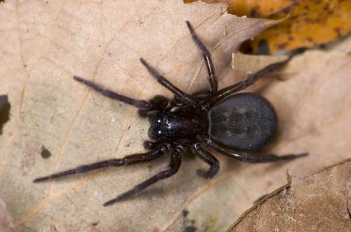 Réf. 137 172 : Amaurobius ferox