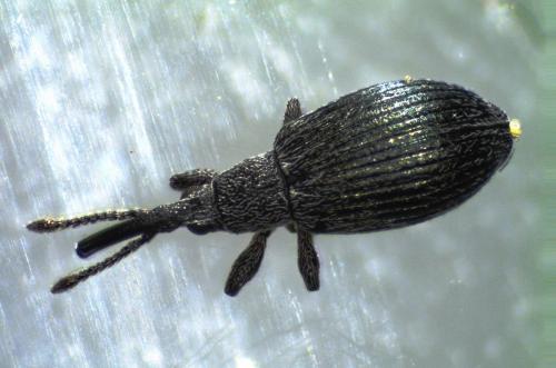 Ceratapion damryi