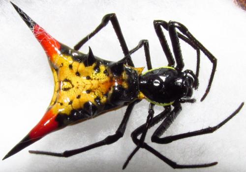 Réf. 137 831 : Micrathena schreibersi