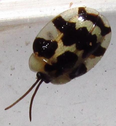 Aslamidium capense
