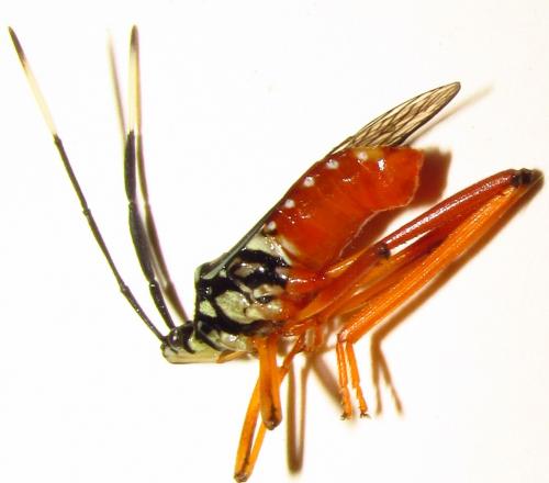Holhymenia sp.