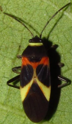 Craspeduchus variegatus