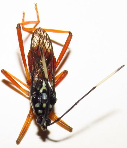 Holhymenia sp.