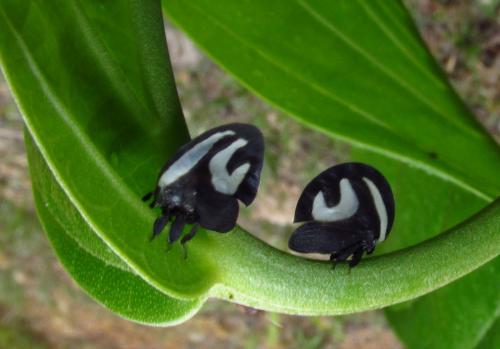 Réf. 137 312 : Membracis foliatafasciata