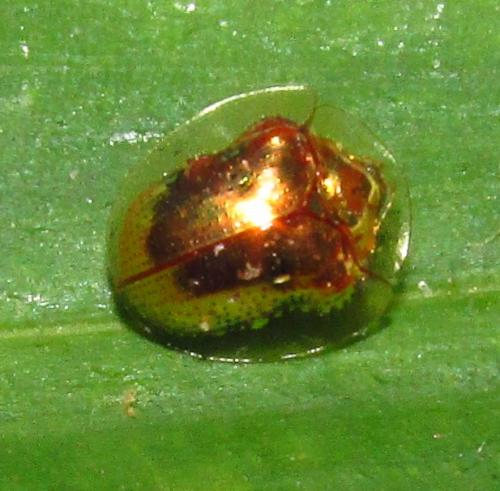 Cassidinae