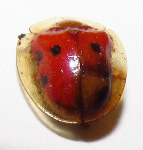 Charidotella sp.