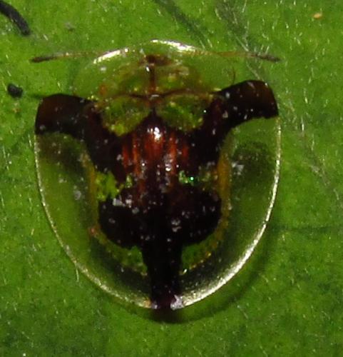 Deloyala sp.