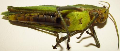 Réf. 137 556 : Prionolopha serrata