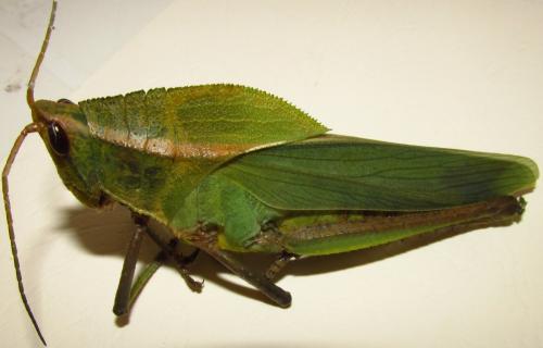 Prionolopha serrata