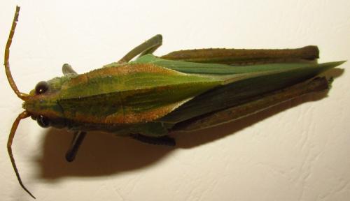 Prionolopha serrata