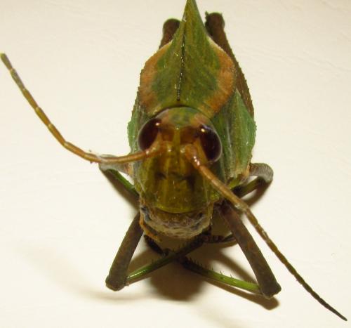 Réf. 137 557 : Prionolopha serrata