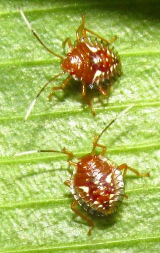 Edessa sp.