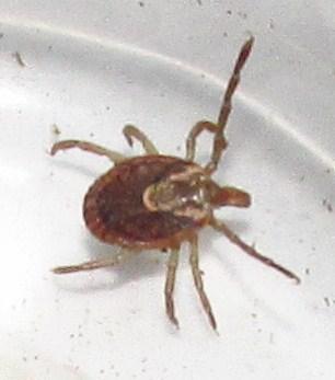 Amblyomma cajennense