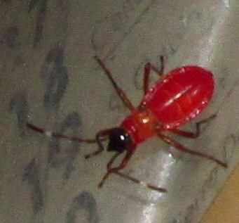 Dysdercus sp.
