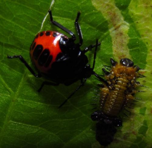 Stiretrus decemguttatus