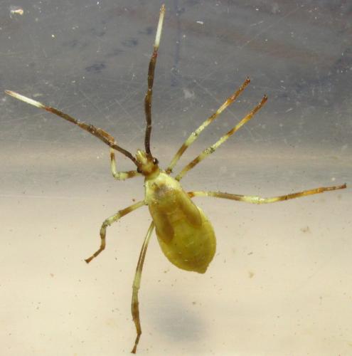 Holhymenia sp.