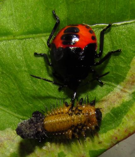 Stiretrus decemguttatus