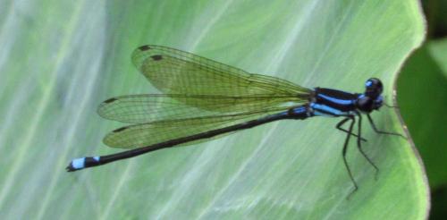 Réf. 137 415 : Argia sp.