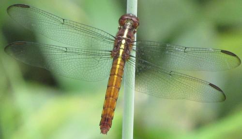 Orthemis discolor