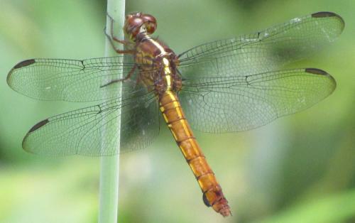 Orthemis discolor