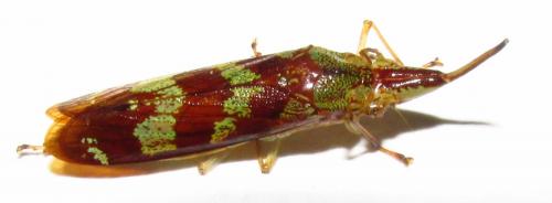 Réf. 137 482 : Raphirhinus phosphoreus