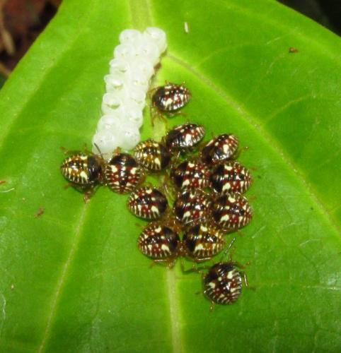 Edessa sp.