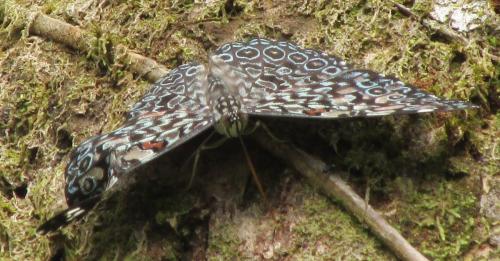Hamadryas feronia