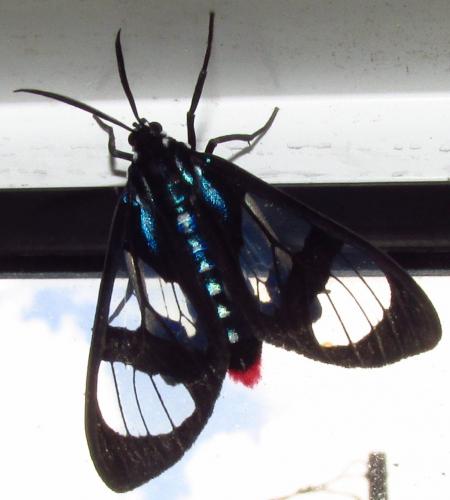Parastatia parnassia