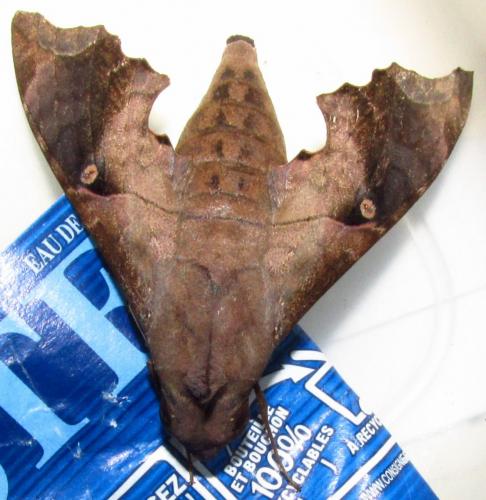 Enyo lugubris