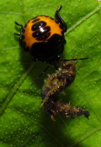 Stiretrus decemguttatus