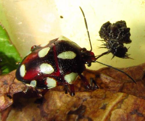 Stiretrus decemguttatus